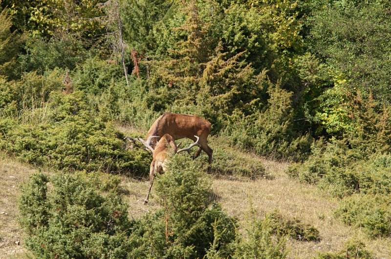 Un''arena molto contesa